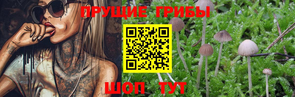 Галлюциногенные грибы Psilocybe Карабулак
